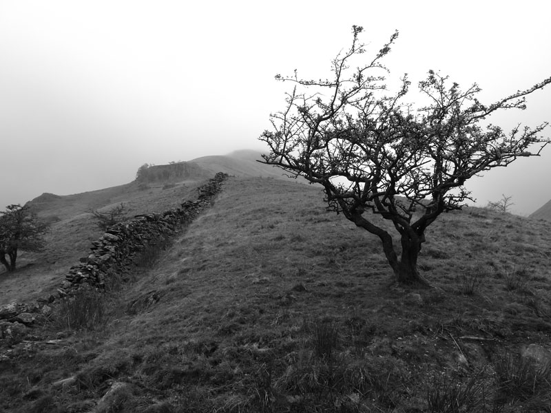 Middle Dodd